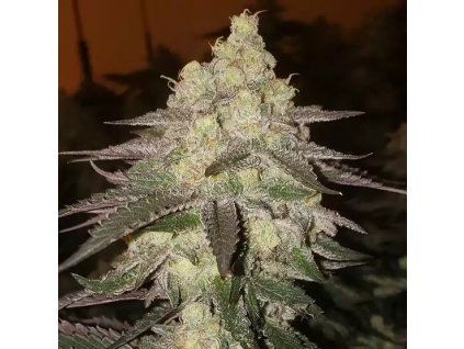 Ethos Genetics Banana Daddy RBX2 Auto