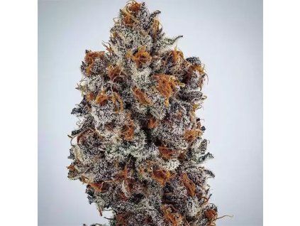 Ethos Genetics Banana Hammock RBX