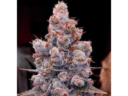 Ethos Genetics Banana Jealousy RF3 Auto