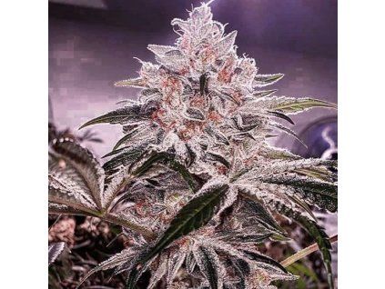 Ethos Genetics Apex R1