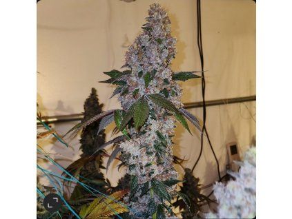 Ethos Genetics Liquer R1