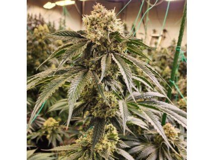 Ethos Genetics Dirty Banana Gen 1 Fast
