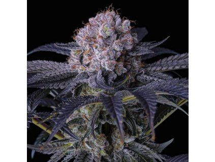Ethos Genetics Grape Balls of Fire RBx