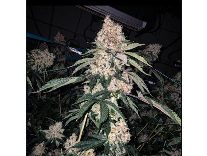 Ethos Genetics Lemon Whhip Haze IBL