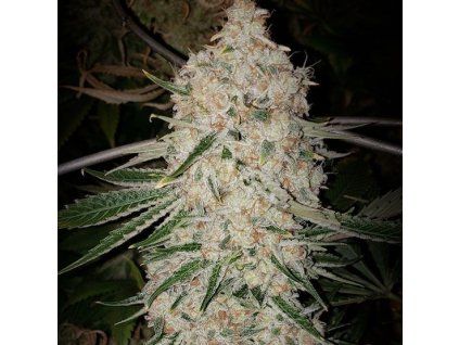 Ethos Genetics Pluto Cut RF3 Auto