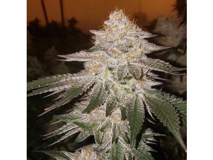 Ethos Genetics Piña Auto RBX2