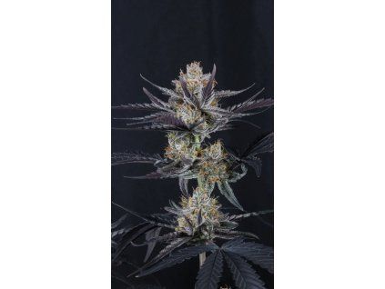 FastBuds Guava Runtz Auto