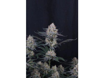 FastBuds Guava Sundae Auto