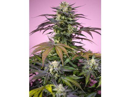 Sweet Seeds Gelonade
