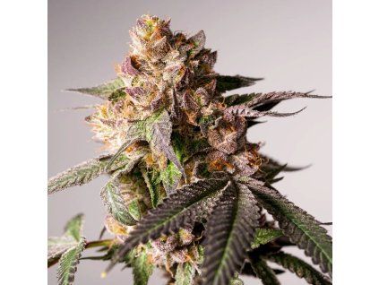 Dutch Passion Slurricane Cookies
