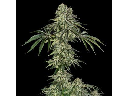 Silent Seeds Jamaican Mountain