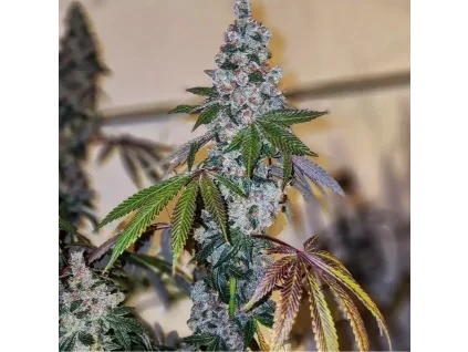 Ethos Genetics Cherry Pie OG S1