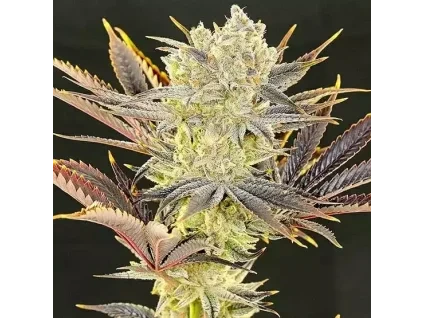 Ethos Genetics Citradelic Sunset