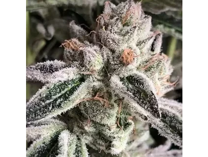 Ethos Genetics Crescendo RBX1