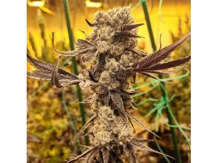 Ethos Genetics Dip N' Stax RBX1