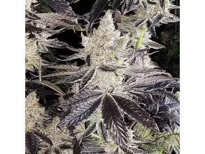 Ethos Genetics Ethos Cookies R2