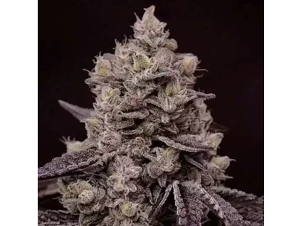 Ethos Genetics Fanta Sea RBX