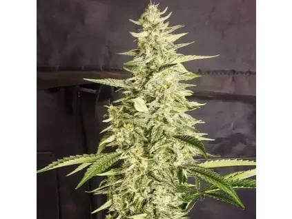 Ethos Genetics Inzane Auto