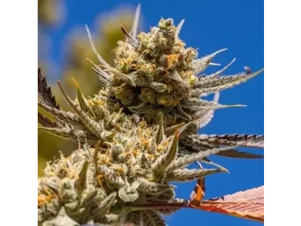 Ethos Genetics Lemon Berry Candy OG R2