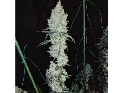 Ethos Genetics Lemon Cherry Pie R1