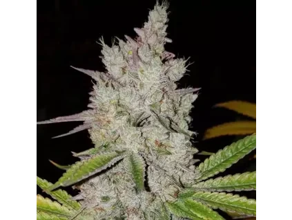 Ethos Genetics Lilac Diesel RBX2 Auto
