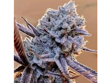 Lilac Diesel RBX2