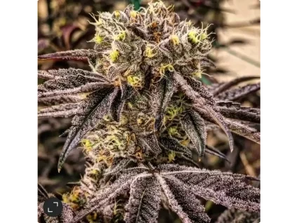 Ethos Genetics M.C. Nuggets R1