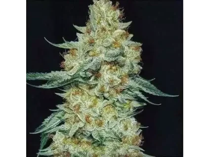 Ethos Genetics Member Berry RBX1