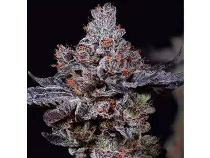 Ethos Genetics Mookie B R1