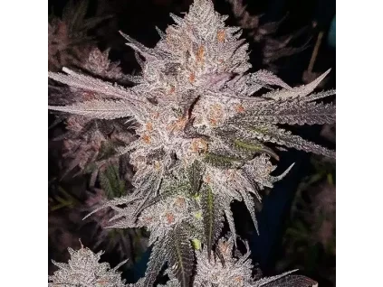 Ethos Genetics OG Kush Auto