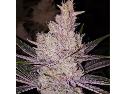 Ethos Genetics Orange Kush Cake R1