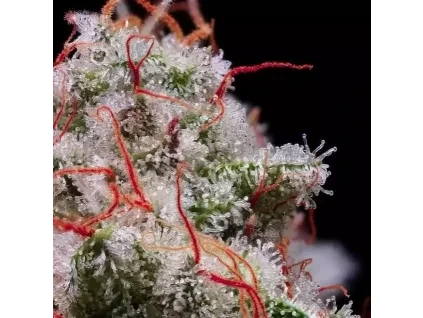 Ethos Genetics Peach Crescendo RF3 Auto