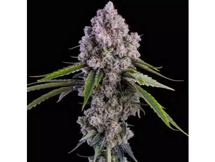 Ethos Genetics Pepe Silvia R1