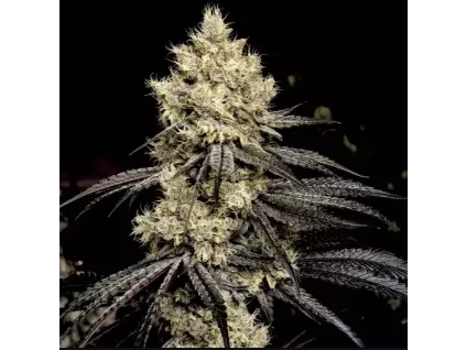 Ethos Genetics Pillows R1
