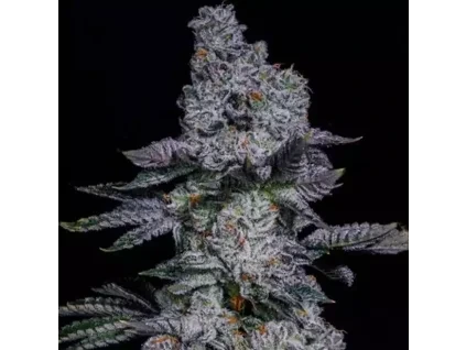 Ethos Genetics Pineapple Runtz Auto