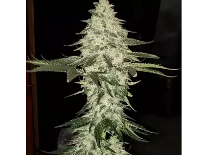 Ethos Genetics Planet of the Grapes Auto