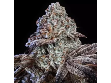 Ethos Genetics Psy-Op R1