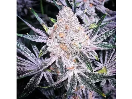 Ethos Genetics Purple Sunset RBX2