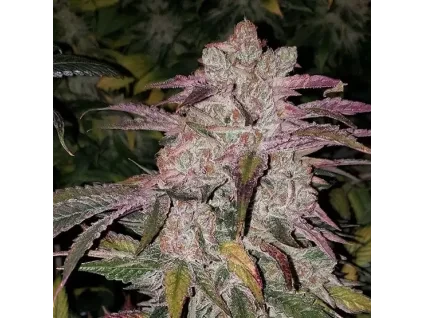 Ethos Genetics Purple Thai RBX1 Auto
