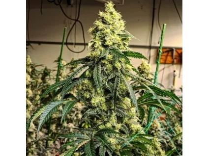 Ethos Genetics Sour G R1
