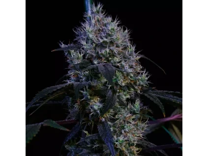 Ethos Genetics Super Lemon Haze RBX3