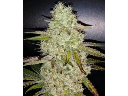 Ethos Genetics Toasted R1