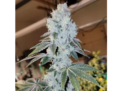Ethos Genetics Voila RBX5 Auto