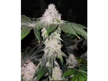 Ethos Genetics Wrank S1