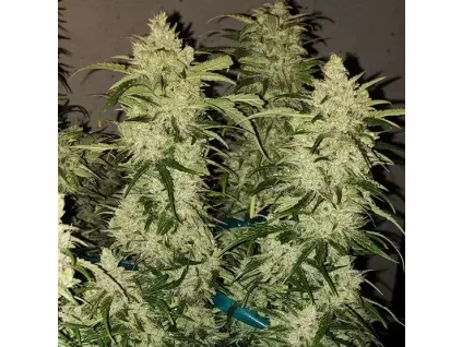Ethos Genetics Zweet RBX2 Auto