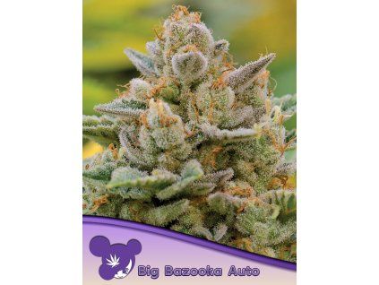 Anesia Seeds Big Bazooka Auto