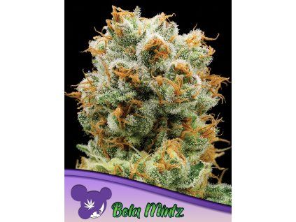 Anesia Seeds Bola Mintz