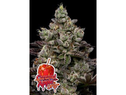 Anesia Seeds Caramel Apple Drip