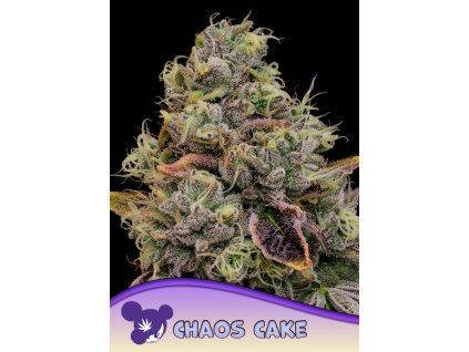 Anesia Seeds Chaos Cake