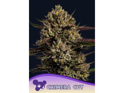 Anesia Seeds Chimera Cut